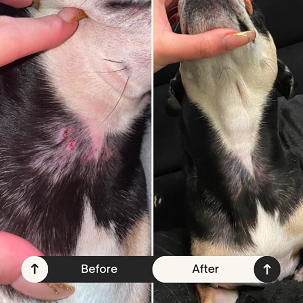 Dog skin before and after using BetterWild allergy chews - example 1
