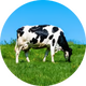 Bovine Colostrum